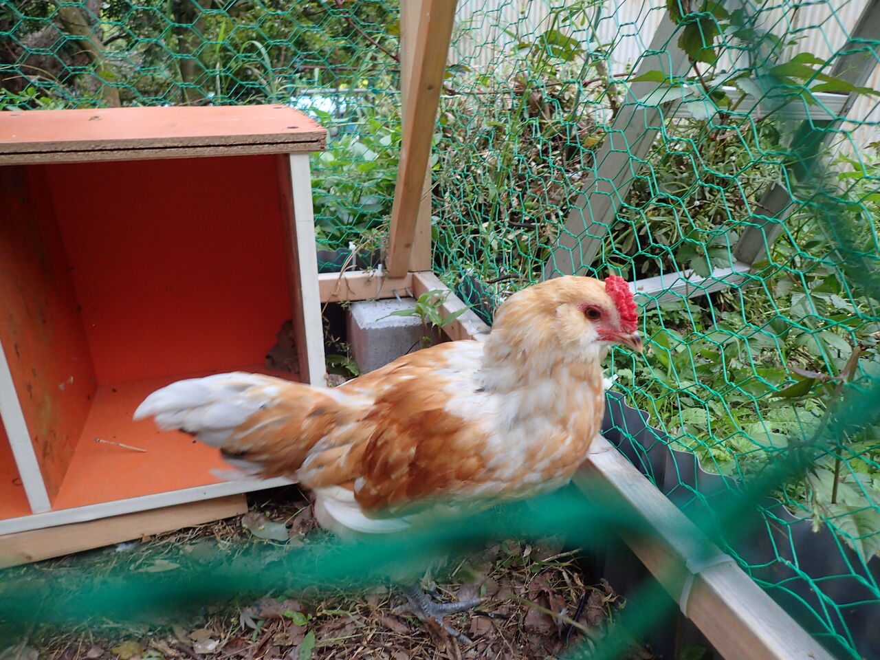 自作の鳥小屋で鶏の飼育を始めました 伊豆で自然と暮らしたい