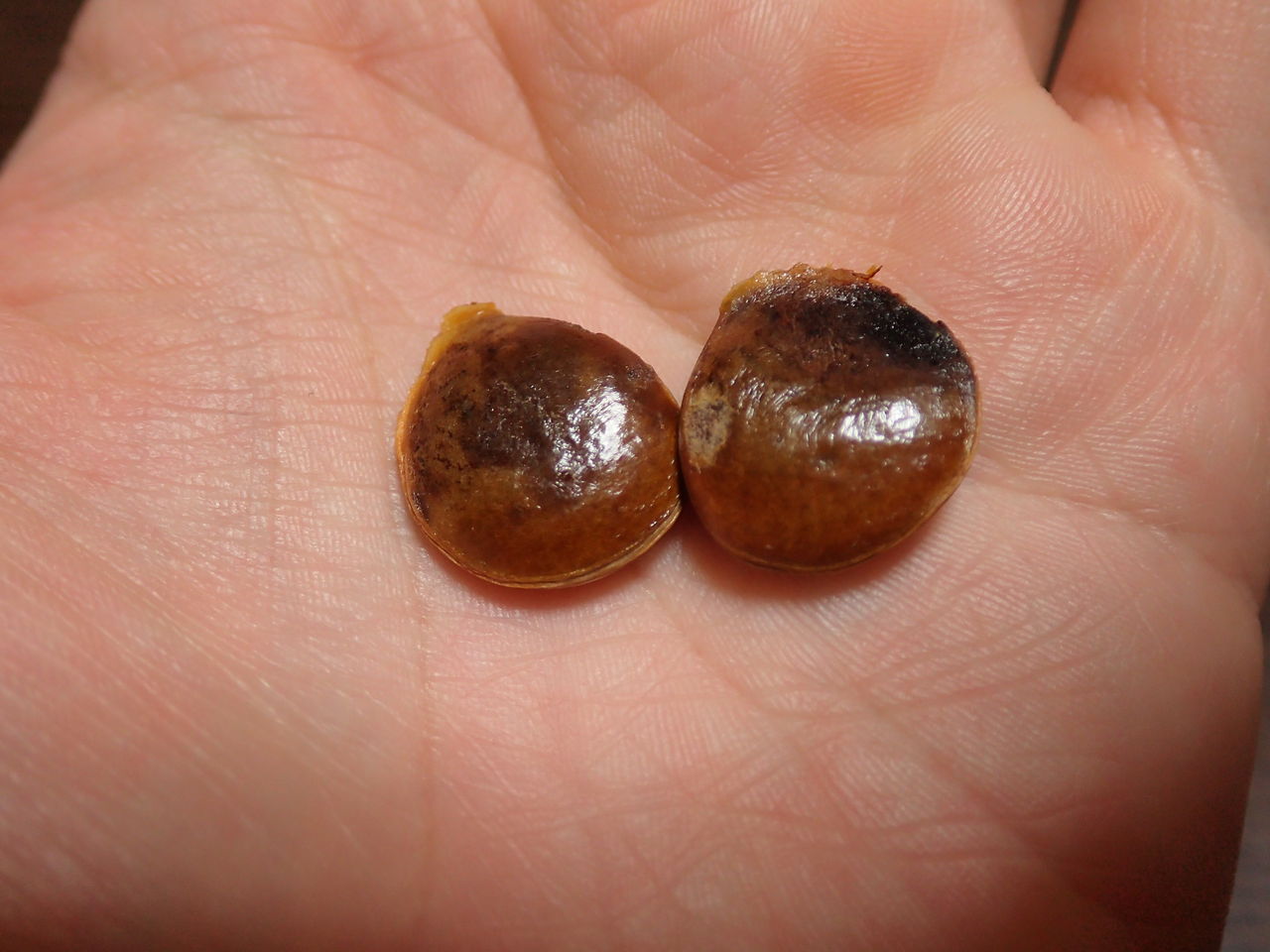 【食べ蒔き】食べた後の柿の種を植えてみる : 伊豆で自然と暮らしたい☆