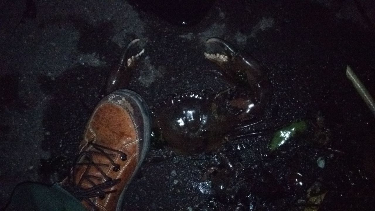 大迫力 お魚キラーで超巨大カニをゲットした 伊豆で自然と暮らしたい