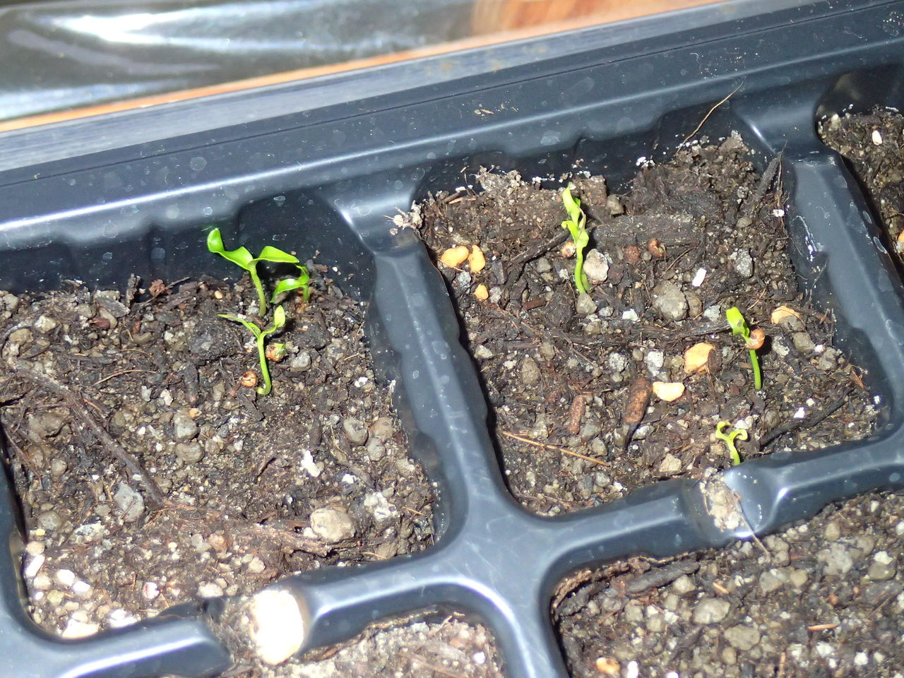 食べ蒔き フェイジョアの食べて 種を蒔いたら発芽した 伊豆で自然と暮らしたい