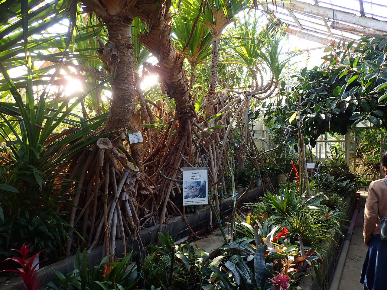 観光 下加茂熱帯植物園でトロピカルフルーツを見てきた 後編 伊豆で自然と暮らしたい