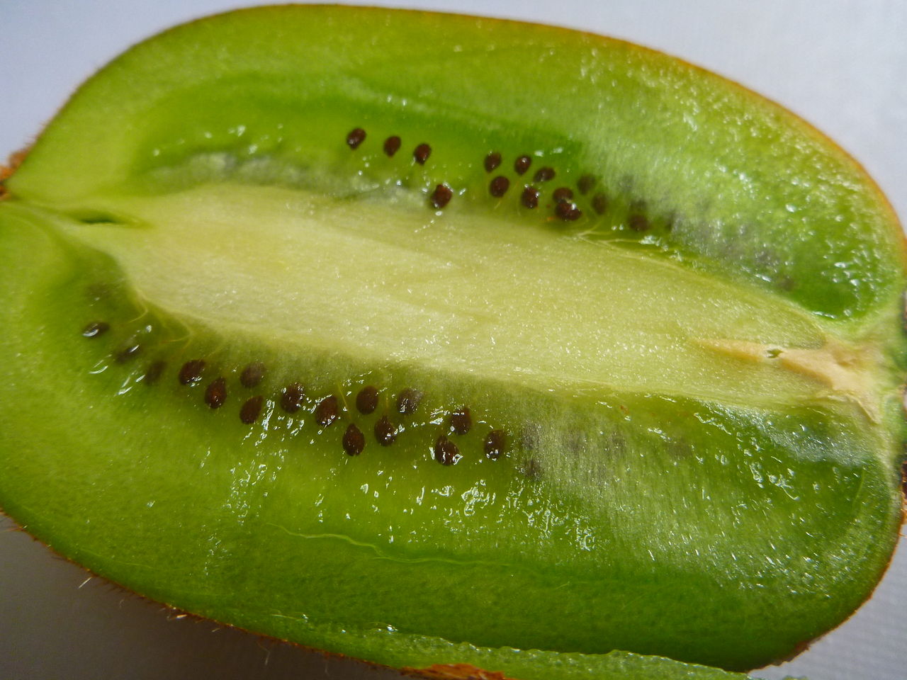 食べ蒔き 食べた後のキウイフルーツを植えてみた 伊豆で自然と暮らしたい 食べ蒔き 食べた後のキウイフルーツを植えてみた 伊豆で自然と暮らしたい