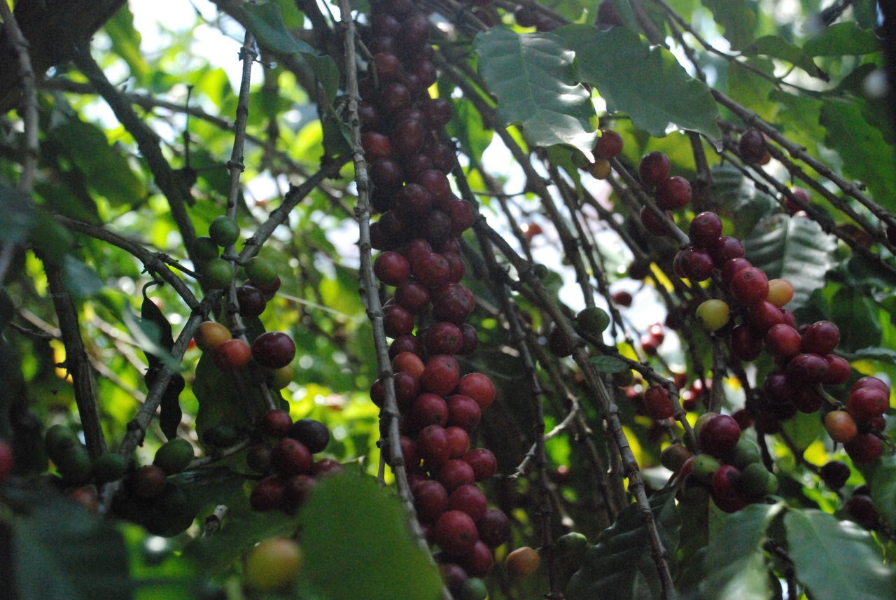 高難易度 コーヒーを種から栽培に挑戦してみる 伊豆で自然と暮らしたい