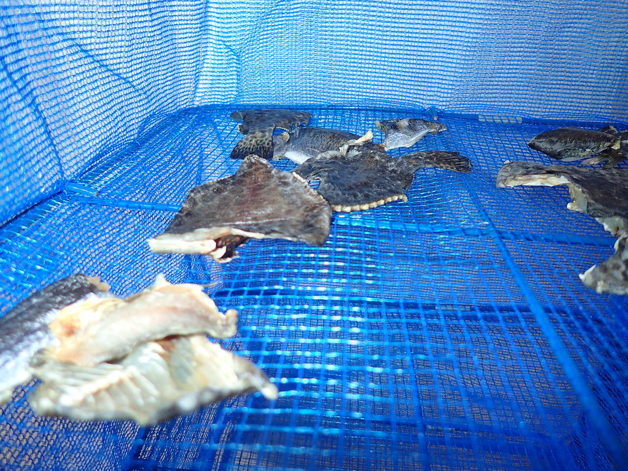 お手軽!】自分で釣った魚を干物にしてみよう : 伊豆で自然と暮らしたい☆