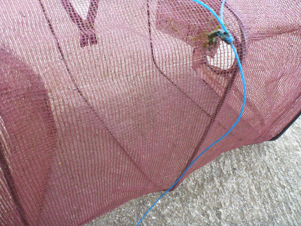 近所の川にお魚キラーを仕掛けたらウナギが捕れた 伊豆で自然と暮らしたい