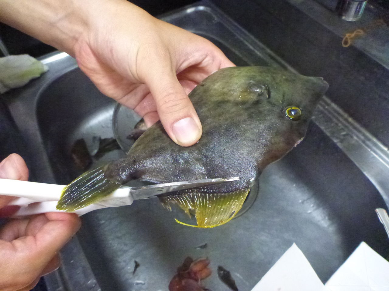 釣ったカワハギとカサゴで絶品のご飯を作った 伊豆で自然と暮らしたい