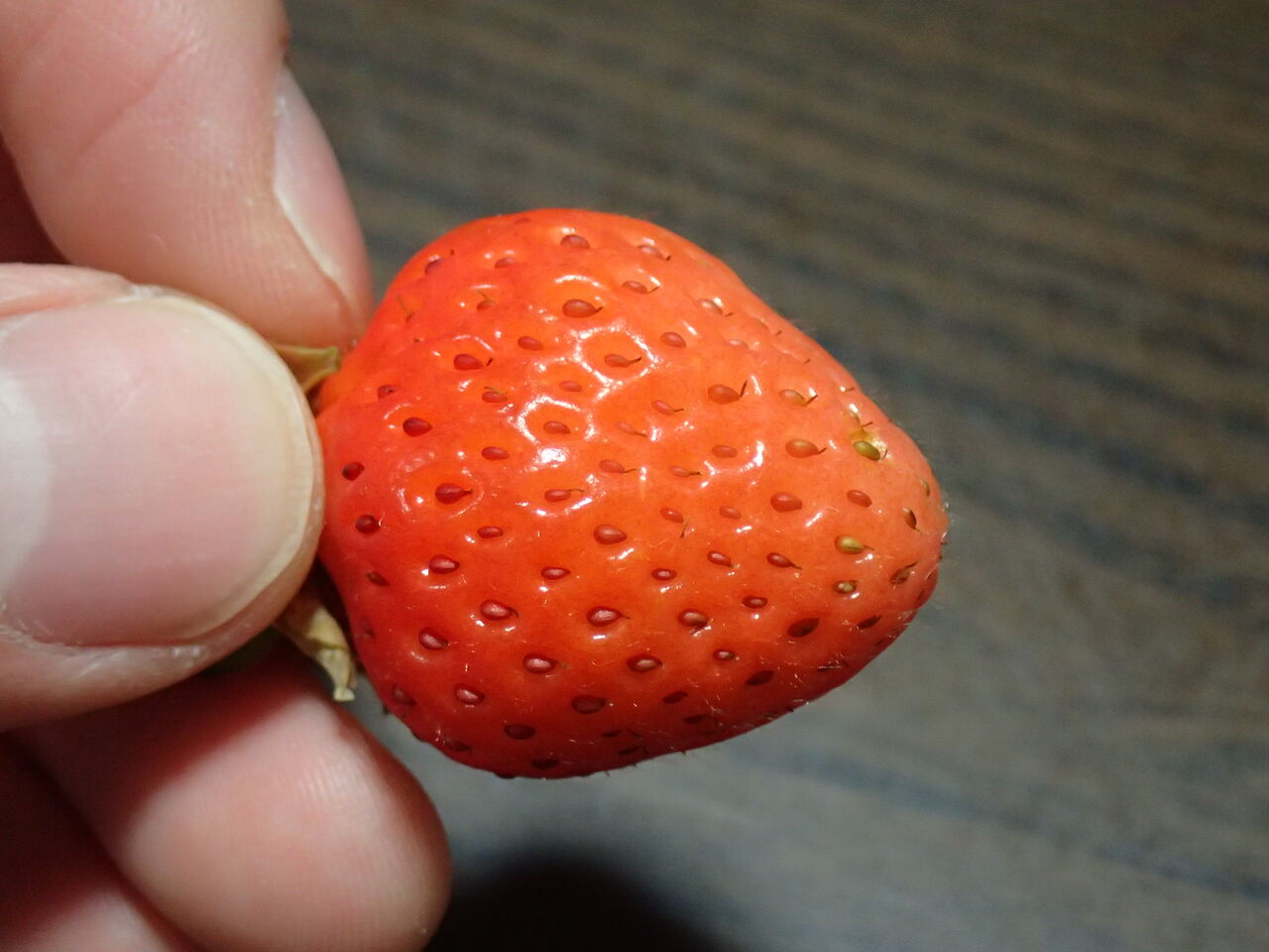 食べ蒔き 種から育てたイチゴ パールホワイト に実がついた 伊豆で自然と暮らしたい 食べ蒔き 種から育てたイチゴ パールホワイト に実がついた 伊豆で自然と暮らしたい