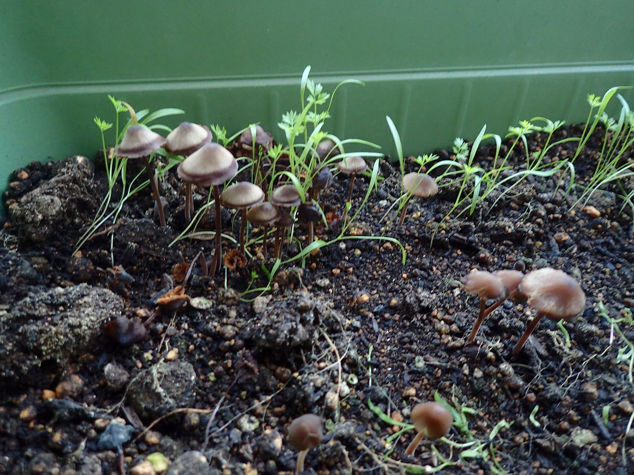 食べれる 人参の種を植えたらきのこが生えてきた 伊豆で自然と暮らしたい 食べれる 人参の種を植えたらきのこが生えてきた 伊豆で自然と暮らしたい