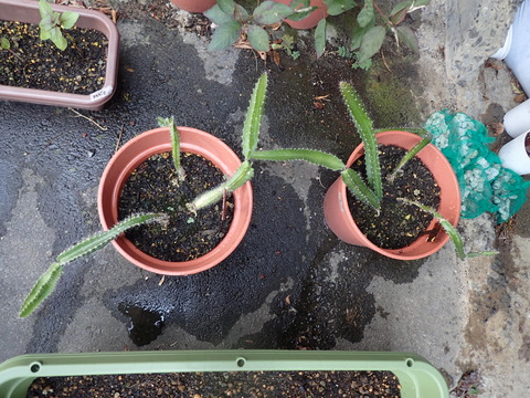 ドラゴンフルーツ (11)