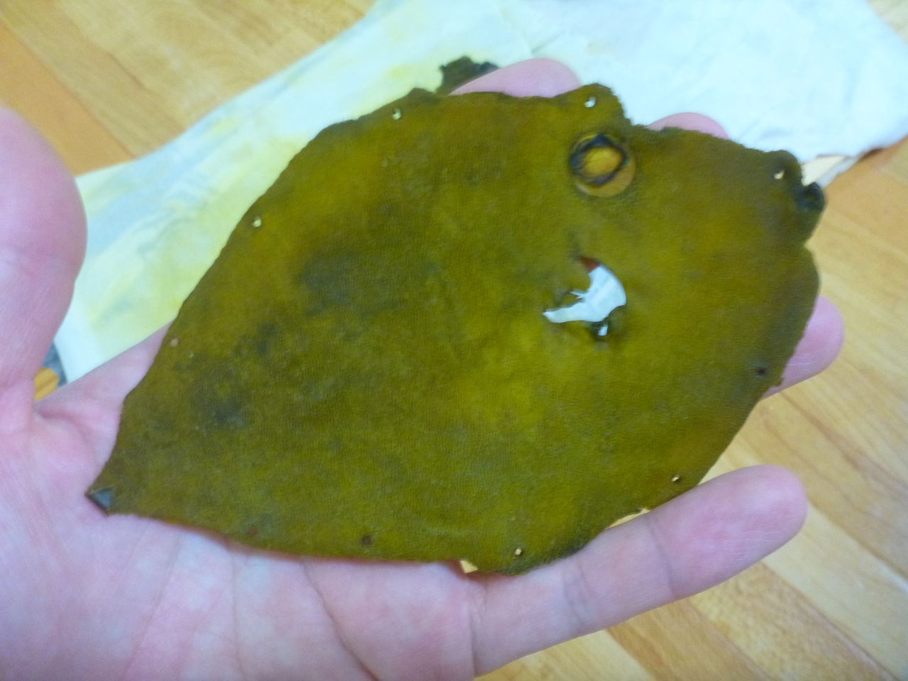 釣ったカワハギの皮をなめしてみた その４ついに革の完成 伊豆で自然と暮らしたい