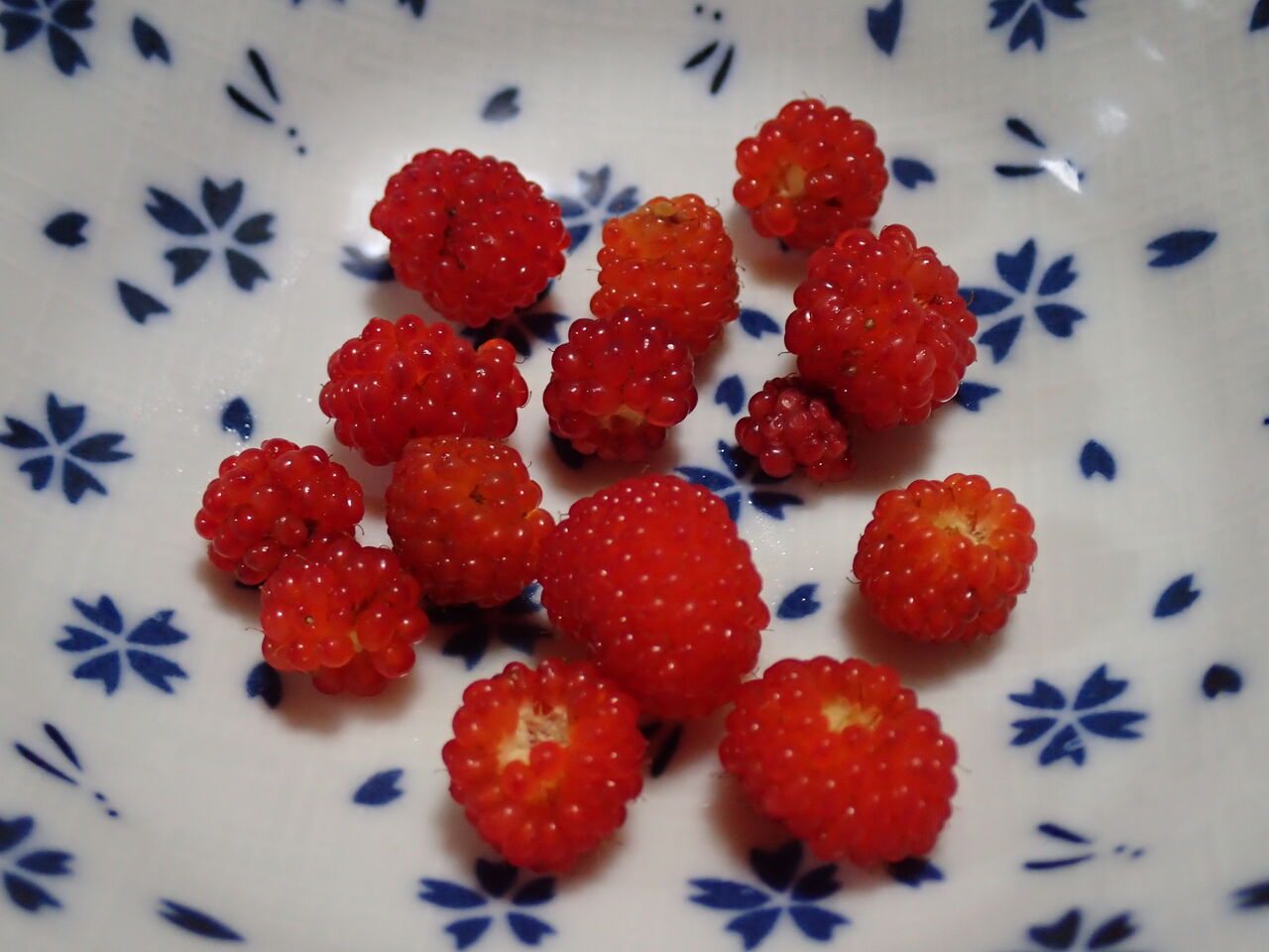 裏山にキイチゴが生えていたので食べてみた 伊豆で自然と暮らしたい