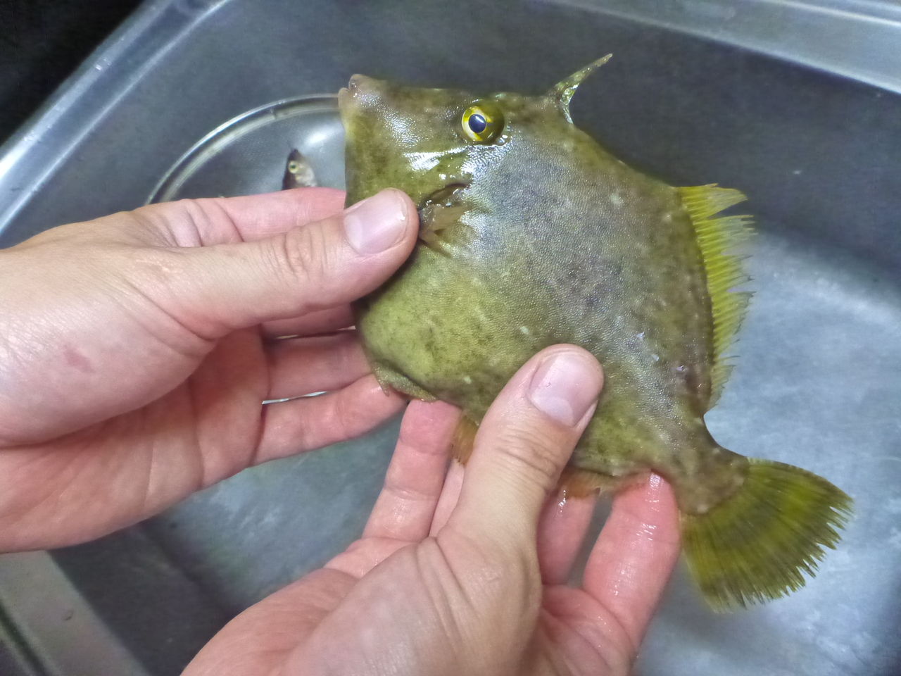 釣ったカワハギの皮をなめしてみた その1仕込編 伊豆で自然と暮らしたい 釣ったカワハギの皮をなめしてみた その1仕込編 伊豆で自然と暮らしたい