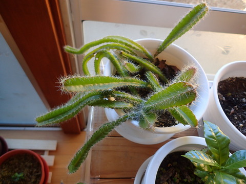 ドラゴンフルーツ (5)