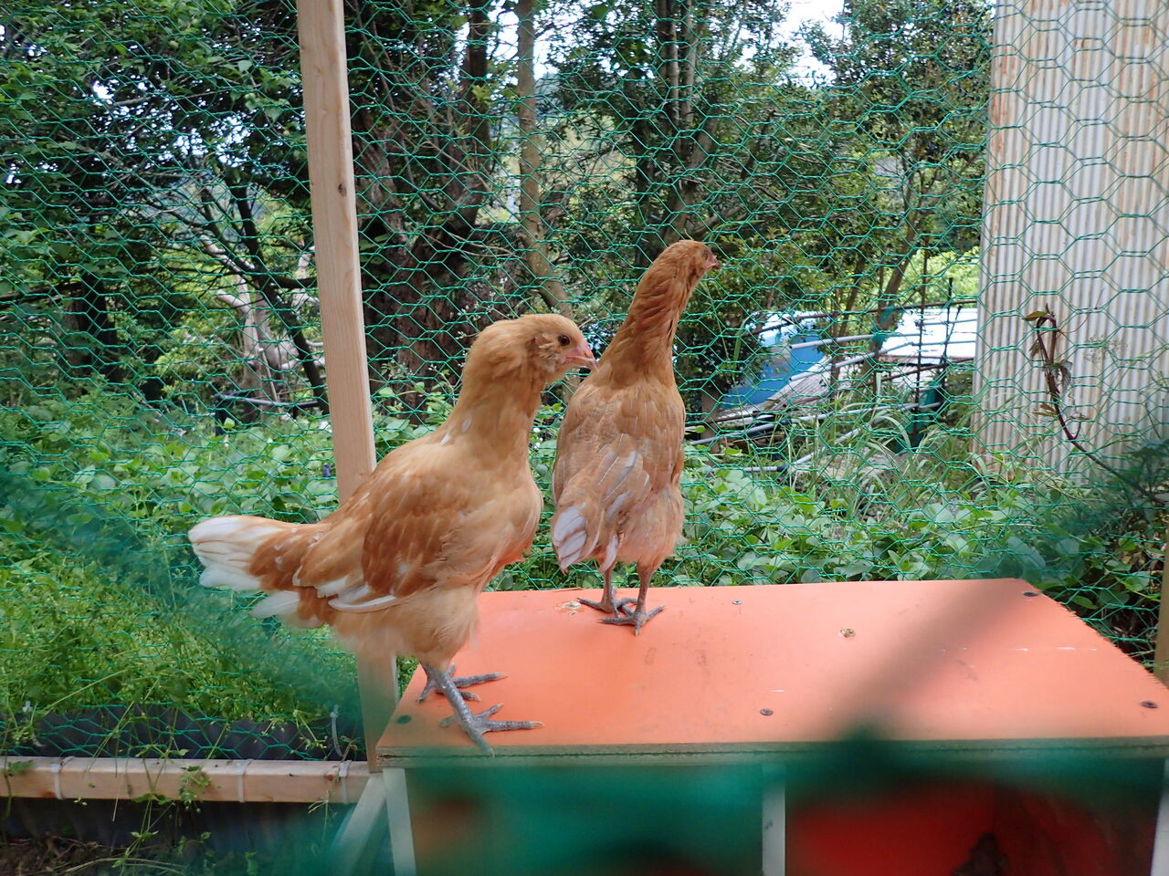 自作の鳥小屋で鶏の飼育を始めました 伊豆で自然と暮らしたい