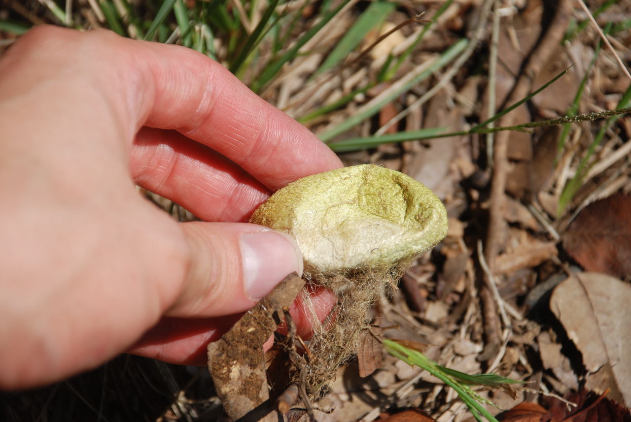 ヤママユガ 天然の蚕の繭を拾った 伊豆で自然と暮らしたい ヤママユガ 天然の蚕の繭を拾った 伊豆で自然と暮らしたい