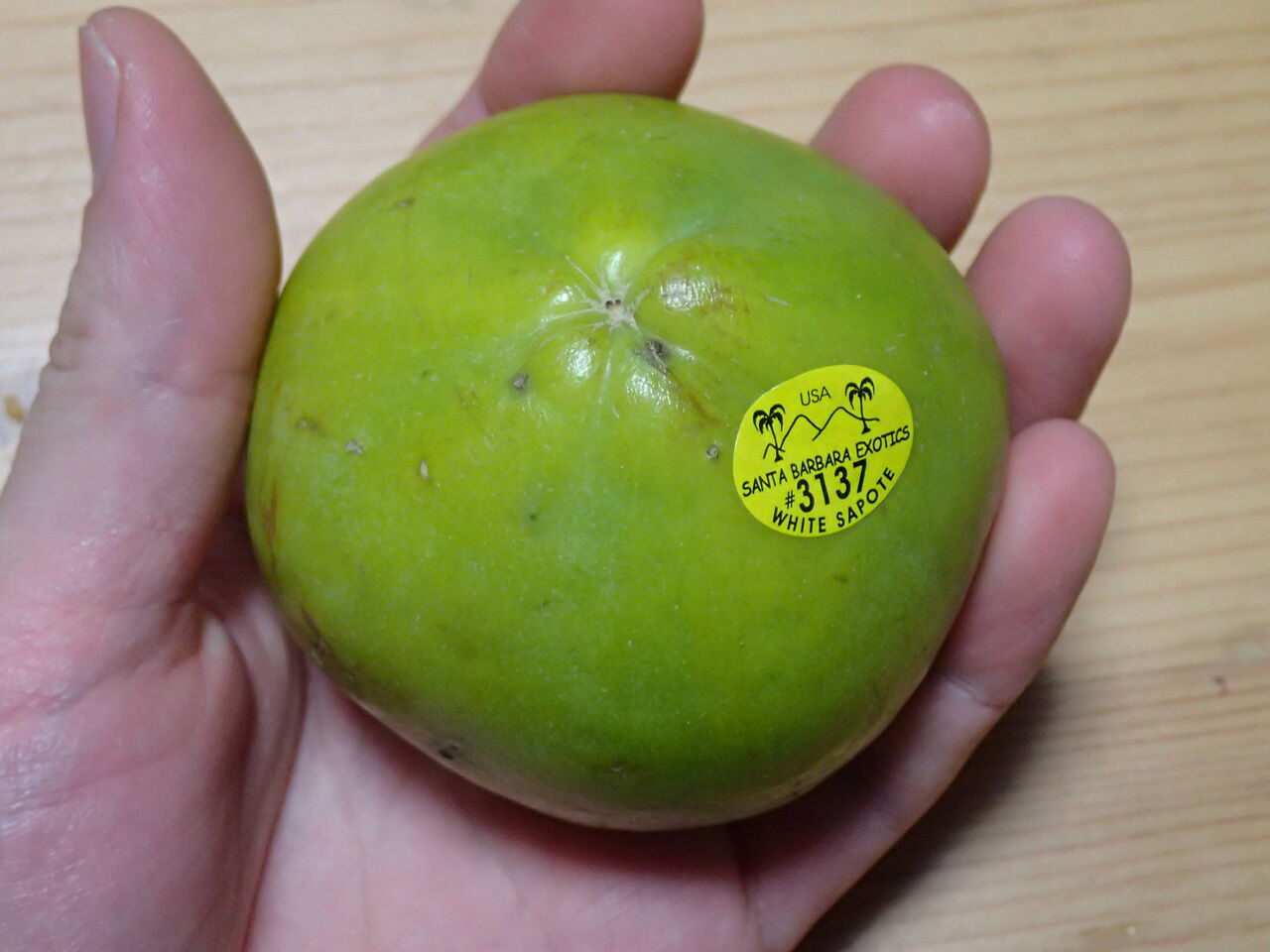 トロピカルフルーツ ホワイトサポテ 1本結実品種(タイプ2・3品種)苗木