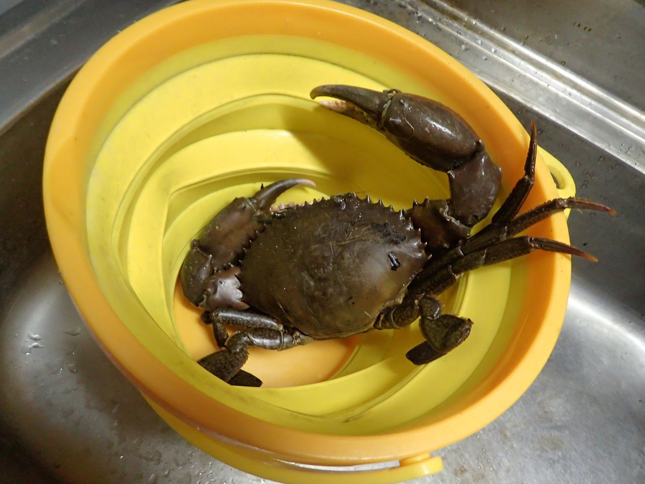 大迫力 お魚キラーで超巨大カニをゲットした 伊豆で自然と暮らしたい 大迫力 お魚キラーで超巨大カニをゲットした 伊豆で自然と暮らしたい