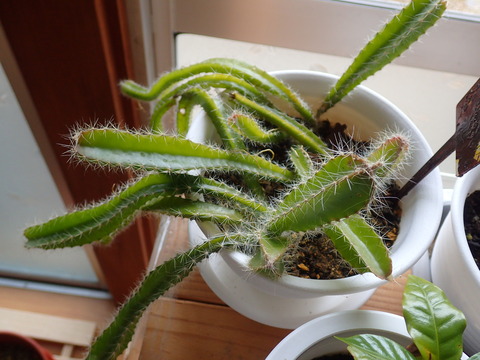 ドラゴンフルーツ (6)