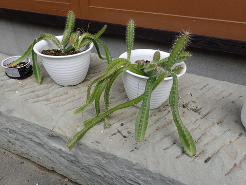 ドラゴンフルーツ (1)