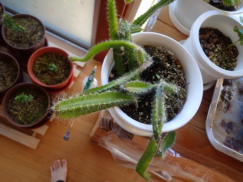 ドラゴンフルーツ (3)