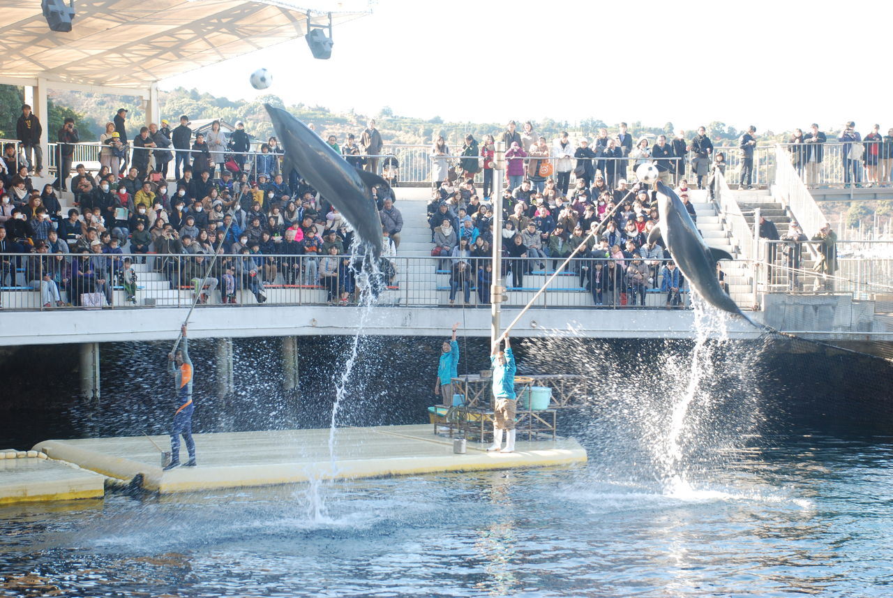 行くならどこ 三津シーパラダイス あわしまマリンパーク 沼津港深海水族館 伊豆で自然と暮らしたい 行くならどこ 三津シーパラダイス あわしまマリンパーク 沼津港深海水族館 伊豆で自然と暮らしたい