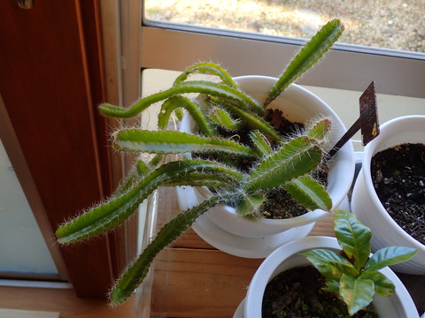 ドラゴンフルーツ (8)