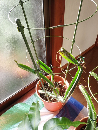 ドラゴンフルーツ (13)