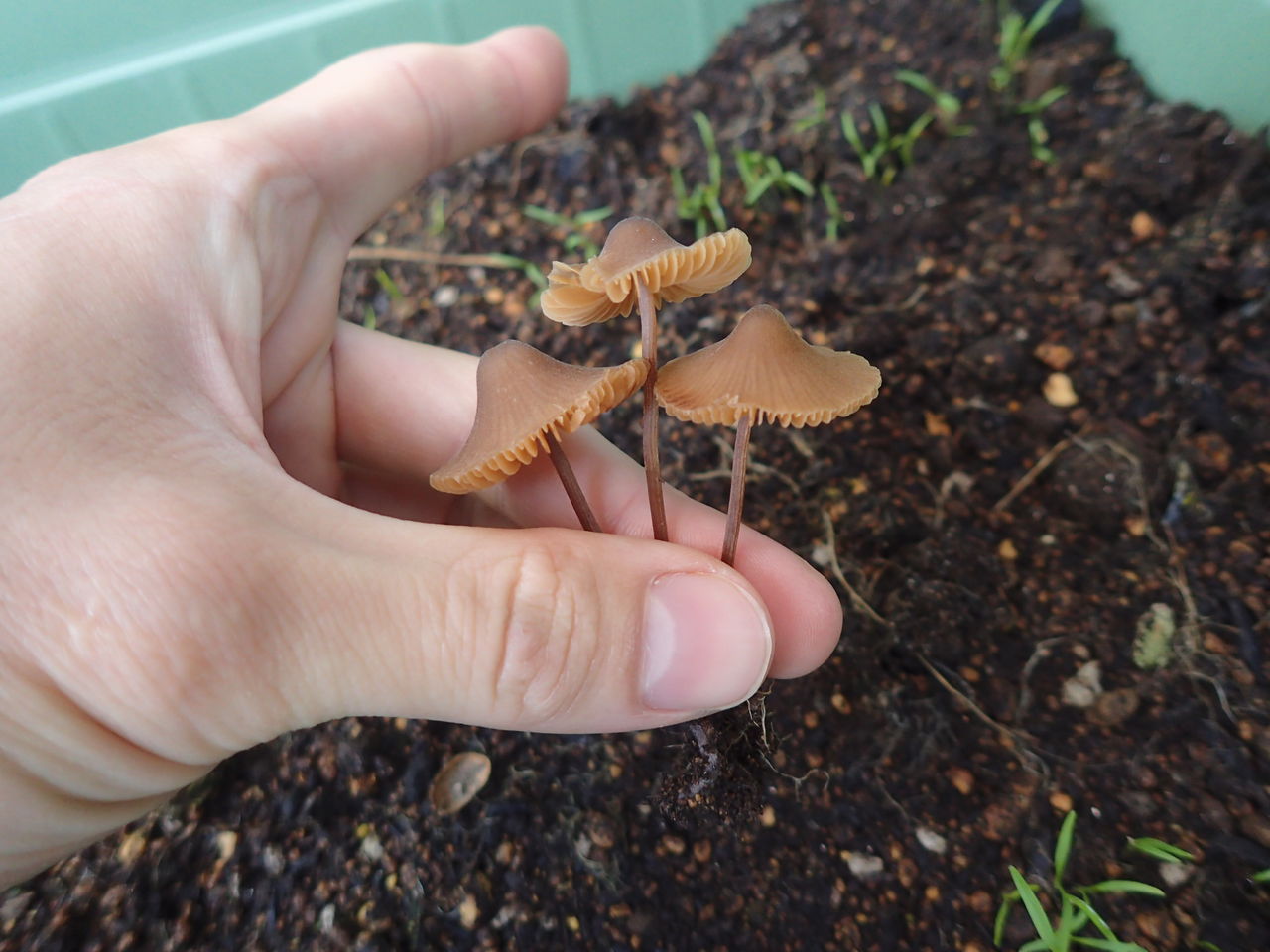 食べれる 人参の種を植えたらきのこが生えてきた 伊豆で自然と暮らしたい