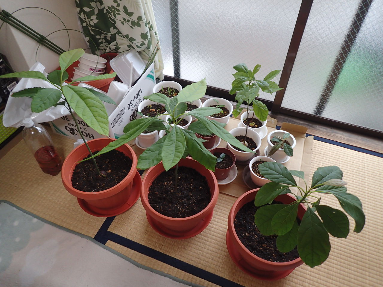 台風が来ているので植木を屋内に避難した 伊豆で自然と暮らしたい