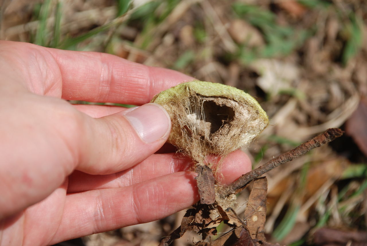 ヤママユガ 天然の蚕の繭を拾った 伊豆で自然と暮らしたい ヤママユガ 天然の蚕の繭を拾った 伊豆で自然と暮らしたい