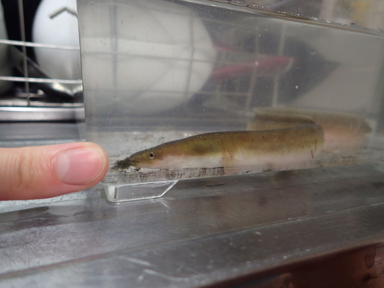 今年もゲット 近所の川にお魚キラーを仕掛けたら今年もウナギをゲットした 伊豆で自然と暮らしたい 今年もゲット 近所の川にお魚キラーを仕掛けたら今年もウナギをゲットした 伊豆で自然と暮らしたい