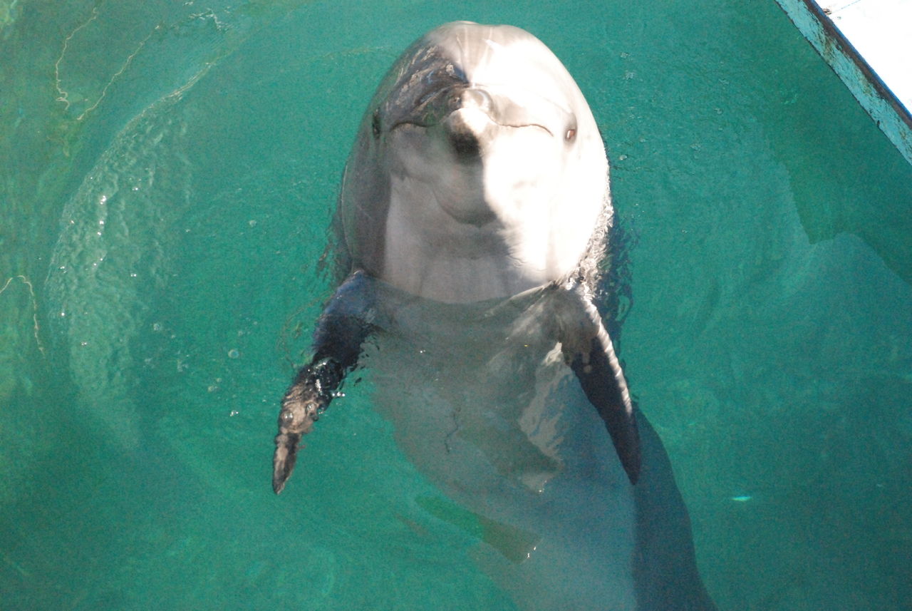 行くならどこ 三津シーパラダイス あわしまマリンパーク 沼津港深海水族館 伊豆で自然と暮らしたい 行くならどこ 三津シーパラダイス あわしまマリンパーク 沼津港深海水族館 伊豆で自然と暮らしたい