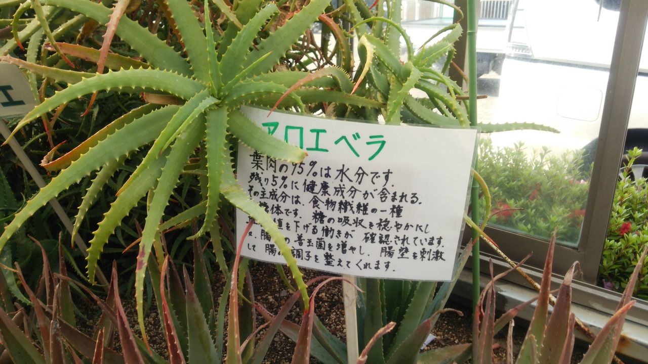 アロエだらけ アロエを食べれる 南伊豆アロエセンターに行ってきた 伊豆で自然と暮らしたい アロエだらけ アロエを食べれる 南伊豆アロエセンターに行ってきた 伊豆で自然と暮らしたい