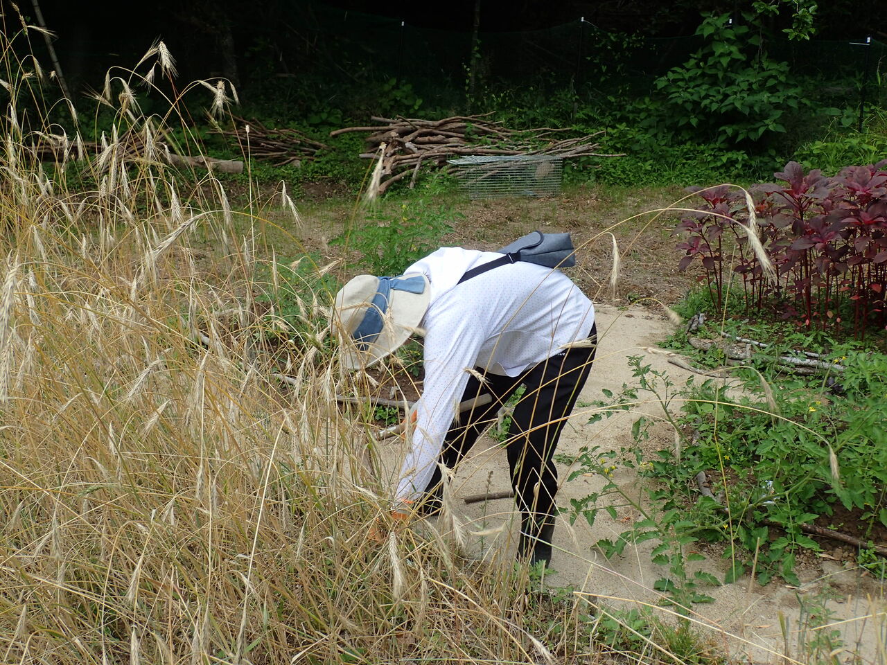 家庭菜園で栽培したライ麦を脱穀して食べてみた 伊豆で自然と暮らしたい 家庭菜園で栽培したライ麦を脱穀して食べてみた 伊豆で自然と暮らしたい