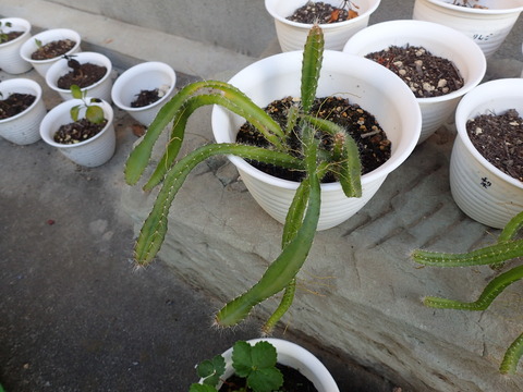 ドラゴンフルーツ