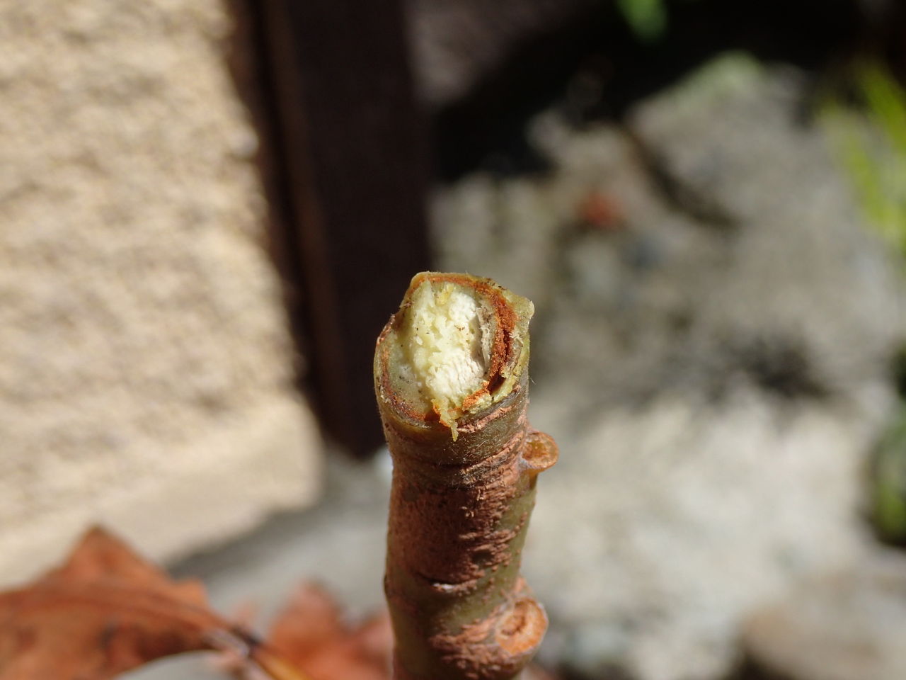 食べ蒔きアボカド 生きている 死んでいる 枯れたアボカドの根を掘り起こしてみると 伊豆で自然と暮らしたい