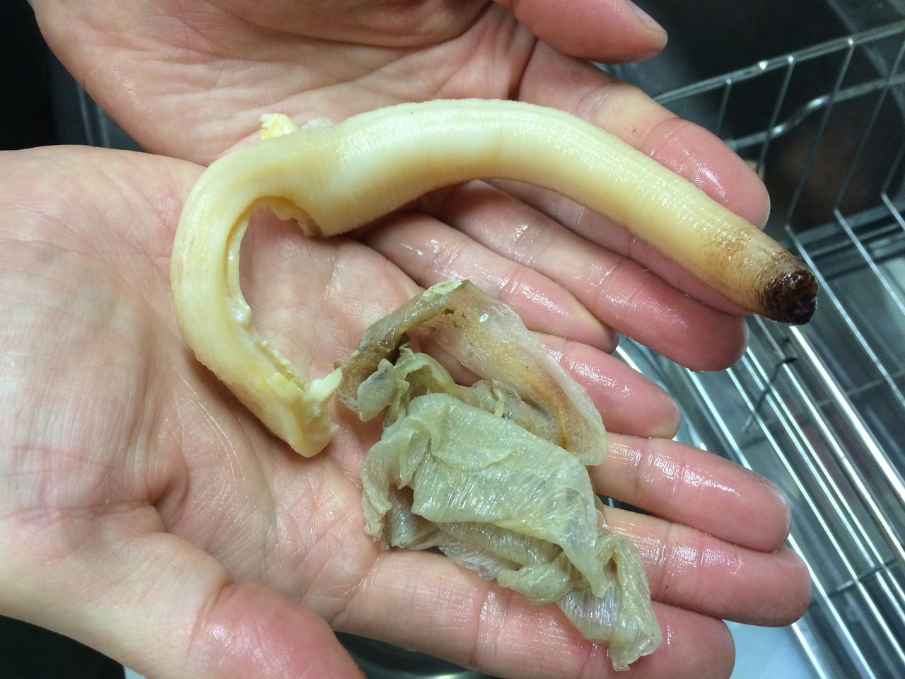 捌き方公開 ミル貝が売っていたので捌いて食べてみた 伊豆で自然と暮らしたい