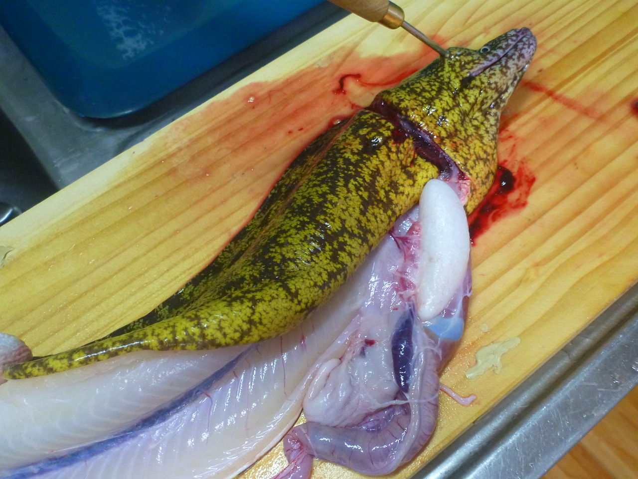 捕まえた巨大ウツボを捌いてみた その１ 伊豆で自然と暮らしたい