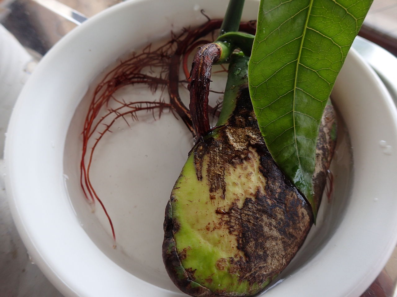 食べ蒔き 昨年発芽したマンゴーのその後 伊豆で自然と暮らしたい