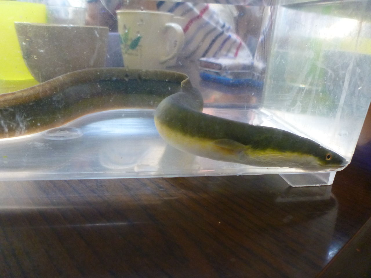 お魚キラーで捕まえたウナギを捌いてみた その１ うなぎを捌く 伊豆で自然と暮らしたい