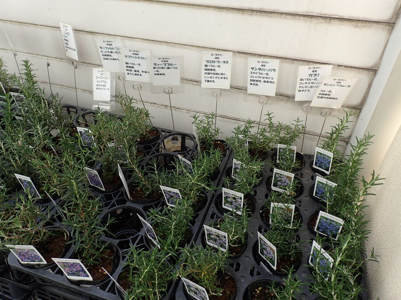 ガーデニング 家庭菜園好きな人は必見 サカタのタネガーデンセンターに行ってきた 伊豆で自然と暮らしたい ガーデニング 家庭菜園好きな人は必見 サカタのタネガーデンセンターに行ってきた 伊豆で自然と暮らしたい