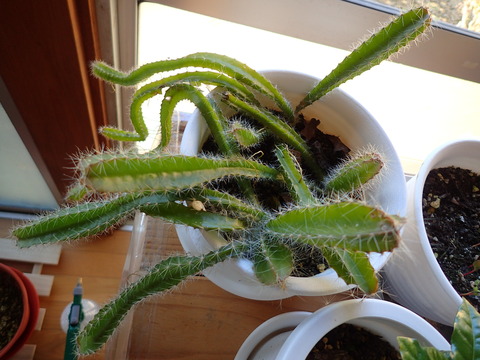 ドラゴンフルーツ (2)