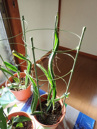 ドラゴンフルーツ (12)