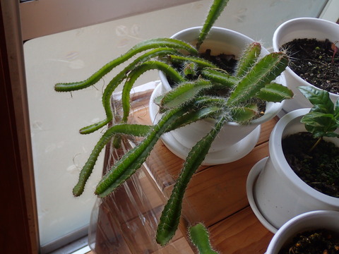 ドラゴンフルーツ (4)