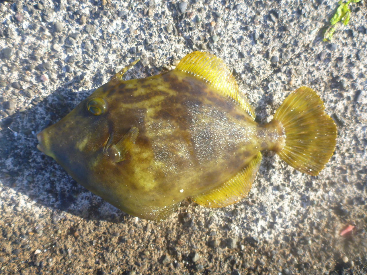 青唐辛子醤油でカワハギをべっこう丼にしてみた 伊豆で自然と暮らしたい 青唐辛子醤油でカワハギをべっこう丼にしてみた 伊豆で自然と暮らしたい