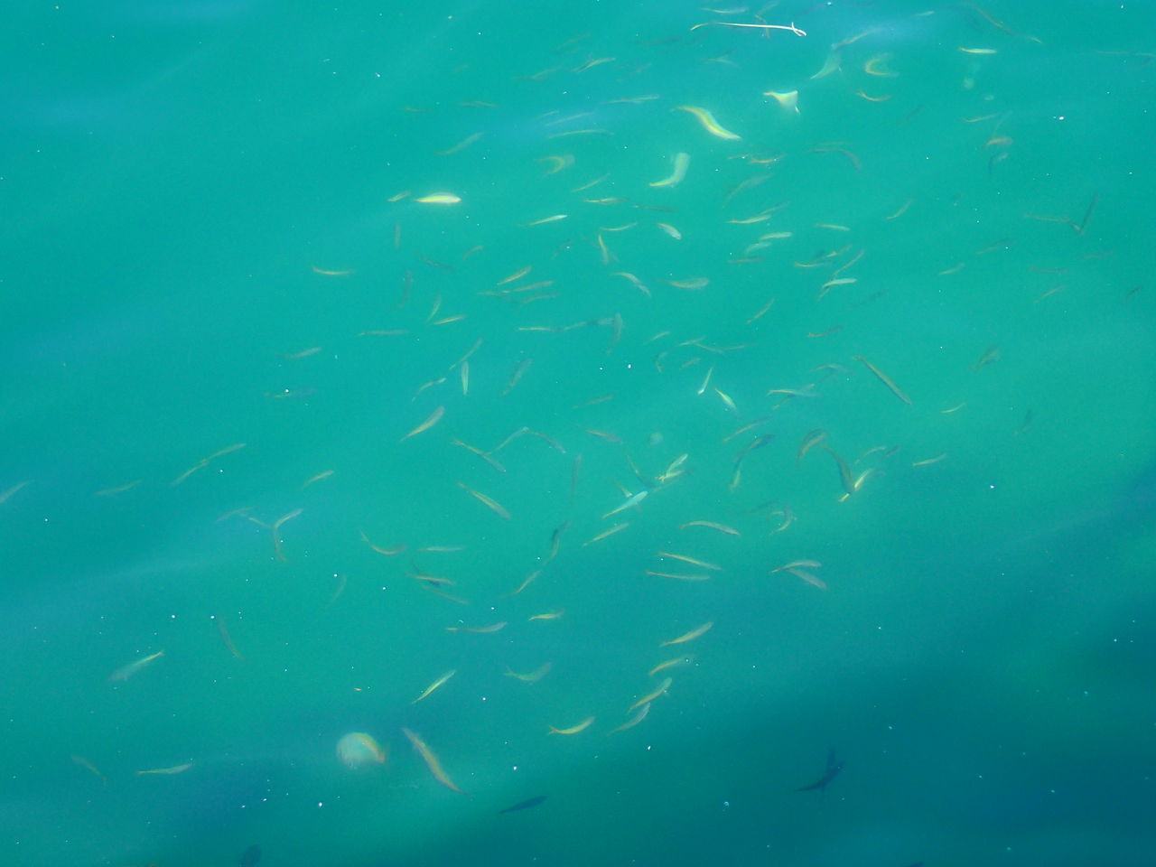 爆釣 重寺港でシイラが釣れた 伊豆で自然と暮らしたい