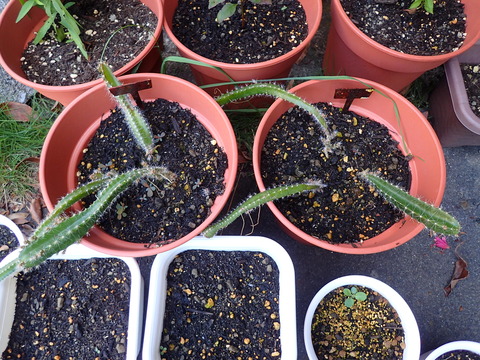 ドラゴンフルーツ (9)