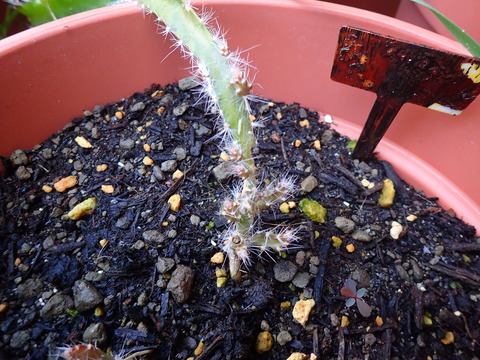 ドラゴンフルーツ (10)