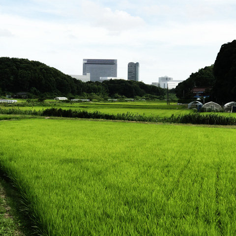 田園風景と近代都市