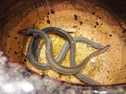 2407 ɻϻÄâ ¸æÅ¾ì¥×¥ì¥ß¥¢¥à¥¢¥¦¥È¥ì¥Ã¥È ¤¦¤Ê¤®